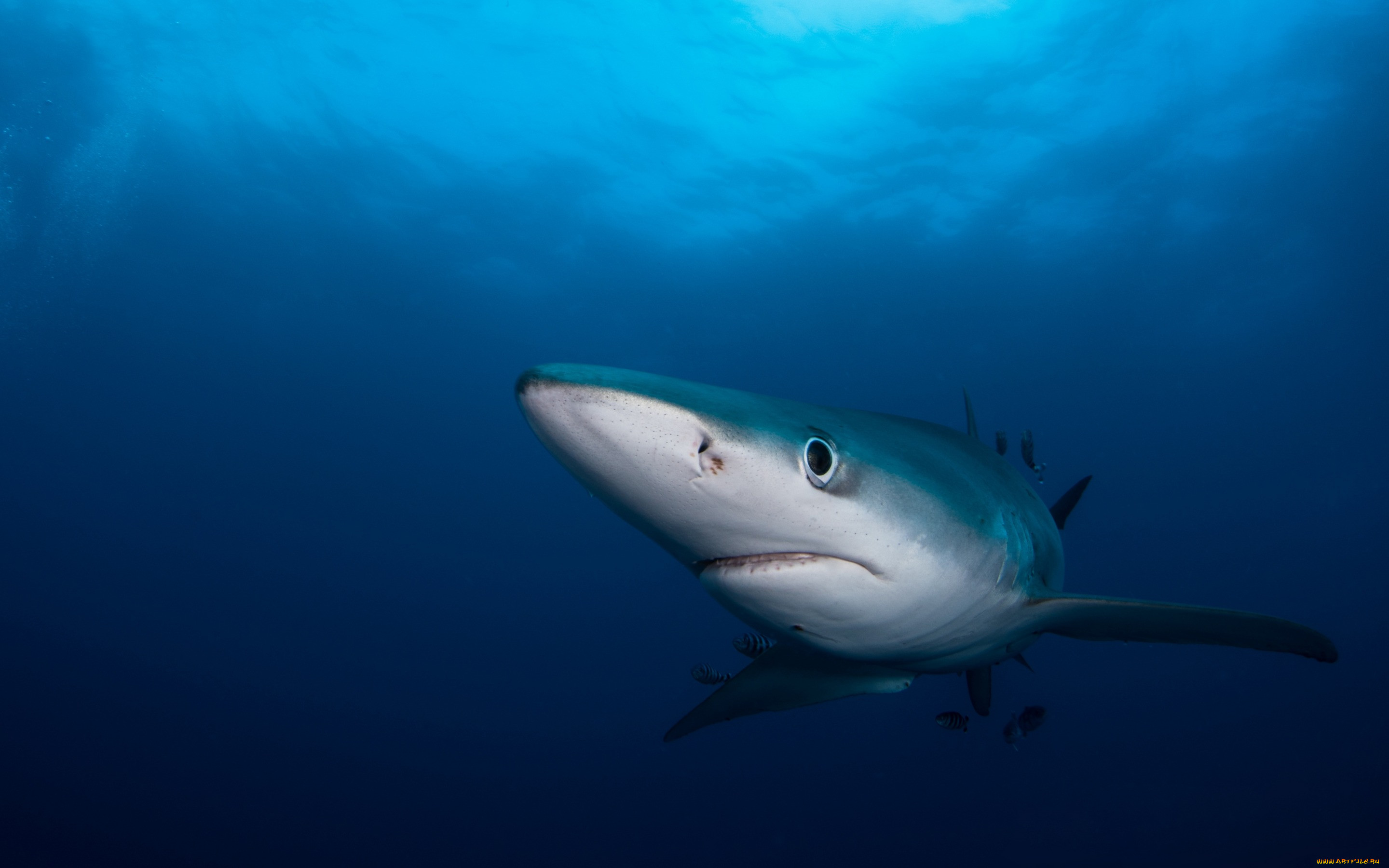 Sharks blues. Акула. Рыба акула. Голубая акула. Красивые акулы.